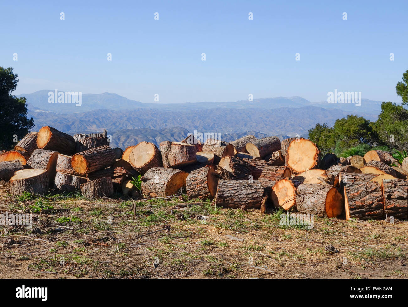 Abbattuti gli alberi di pino e segati in pezzi, per far strada a tagliafuoco, montagne dietro, Andalusia, Spagna. Foto Stock