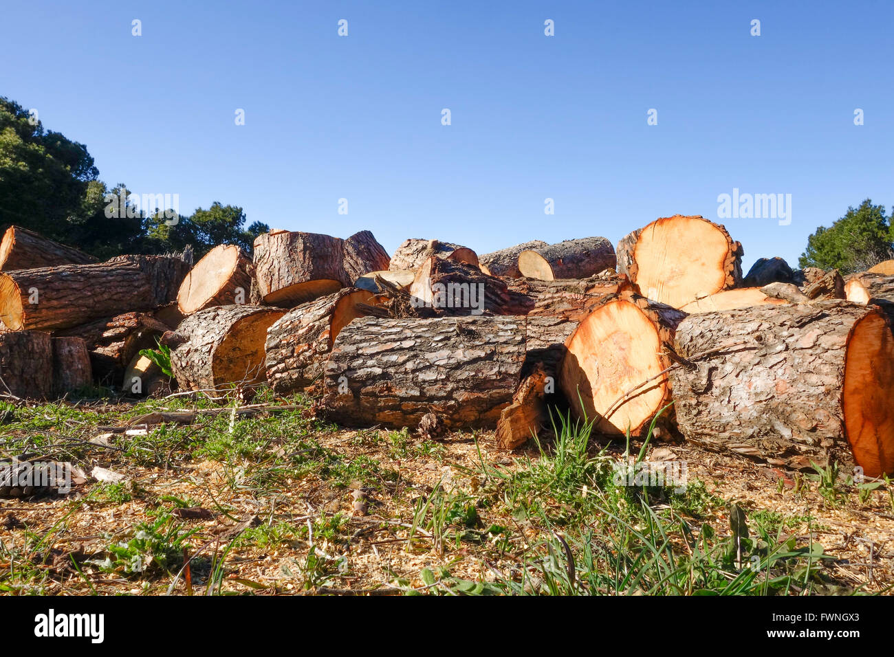 Abbattuti gli alberi di pino e segati in pezzi, per far strada a tagliafuoco, Andalusia, Spagna. Foto Stock