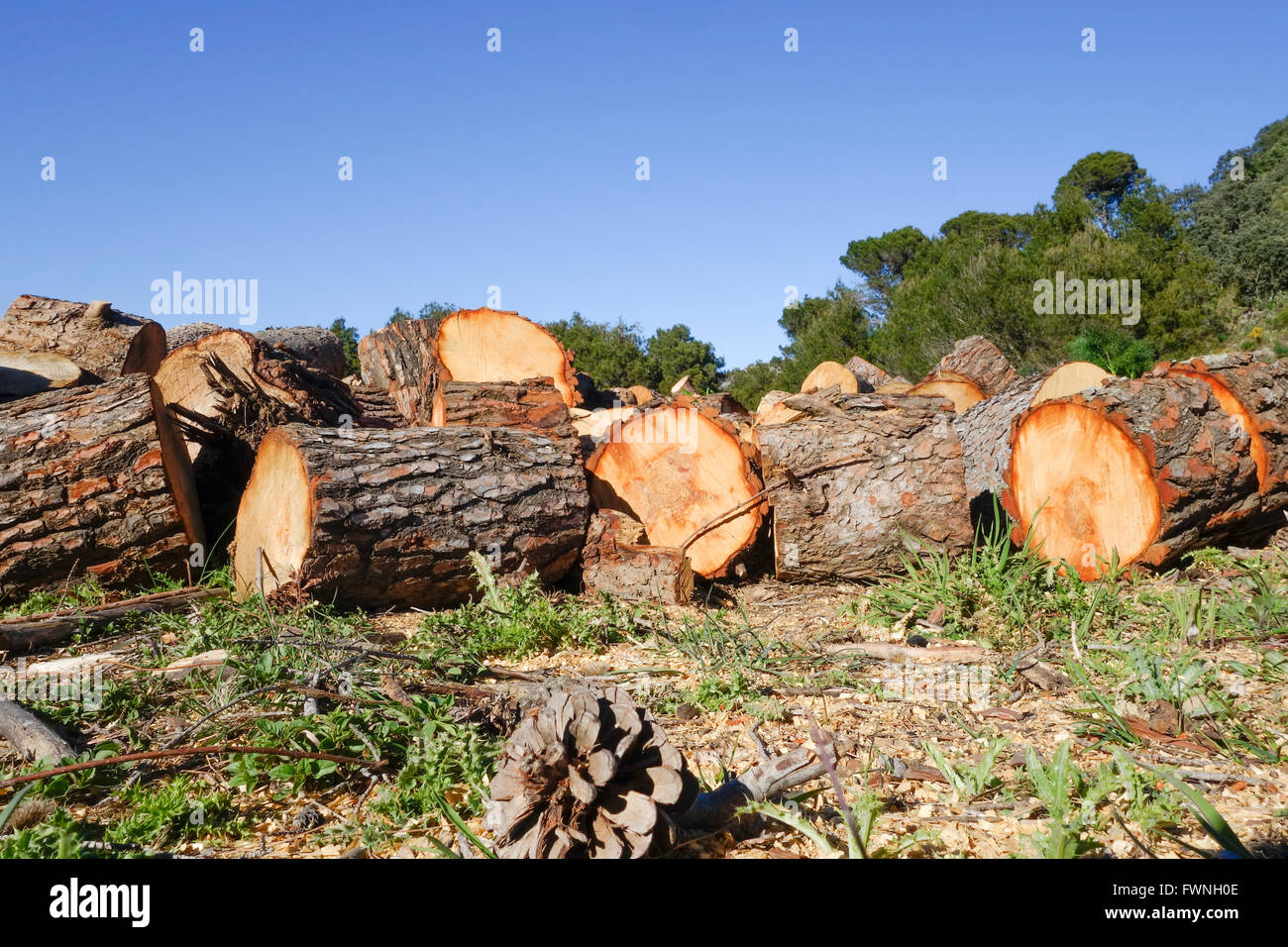 Abbattuti gli alberi di pino e segati in pezzi, per far strada a tagliafuoco, Andalusia, Spagna. Foto Stock