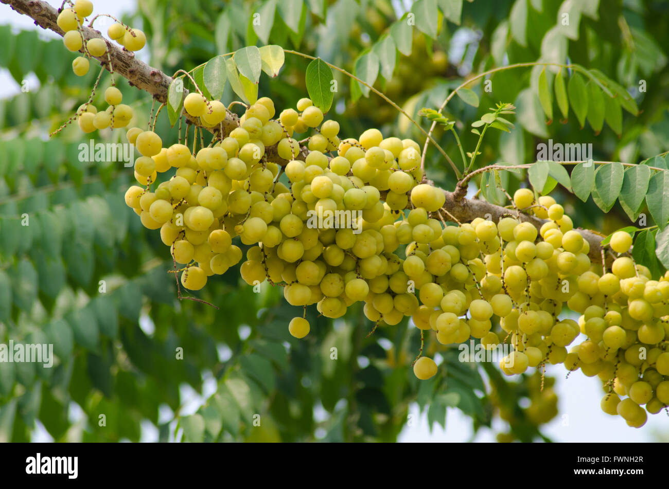 Star uva spina su albero Foto Stock