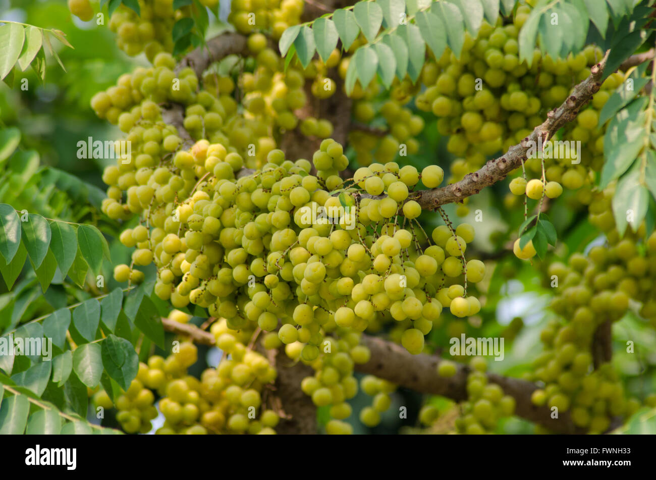 Star uva spina su albero Foto Stock