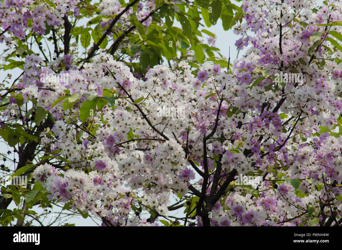 Inthanin fiori o regina mirto di crespo Foto Stock