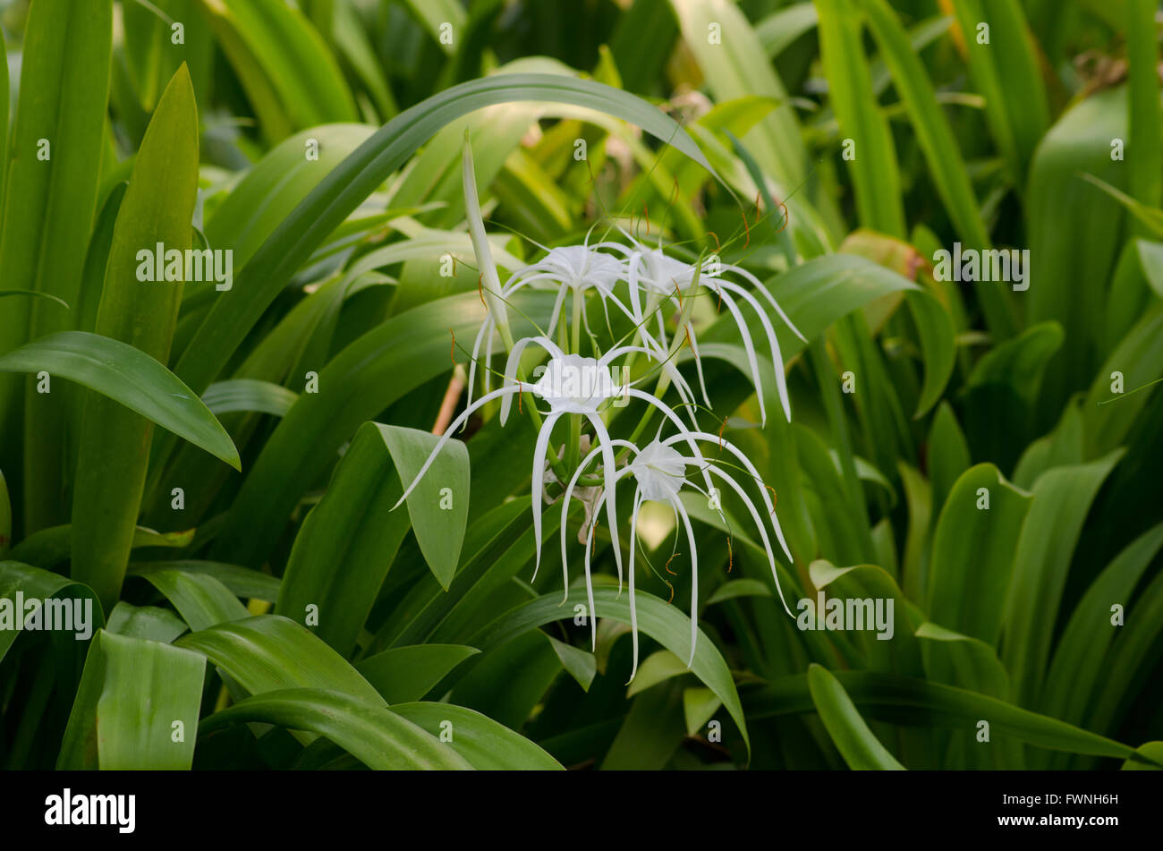 Spider gigli, o Crinum Lily Foto Stock