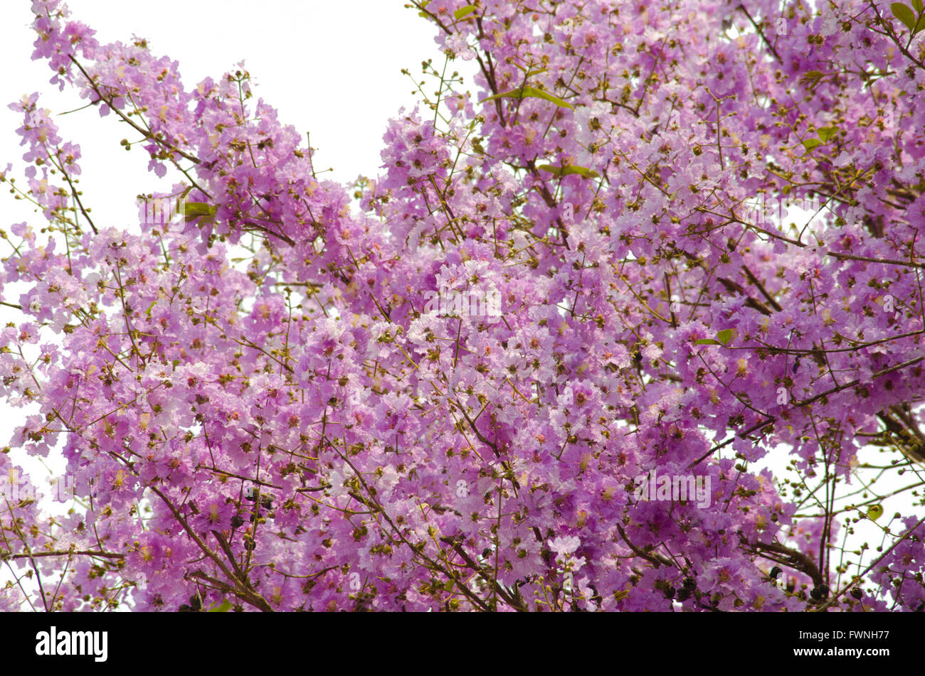 Inthanin fiori o regina mirto di crespo Foto Stock