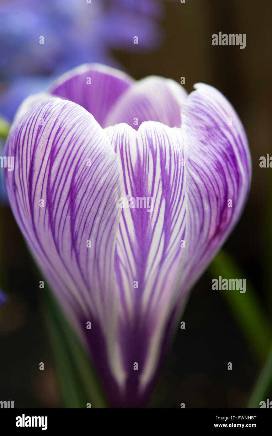 Fiore crocus, malva e petali di colore bianco Foto Stock