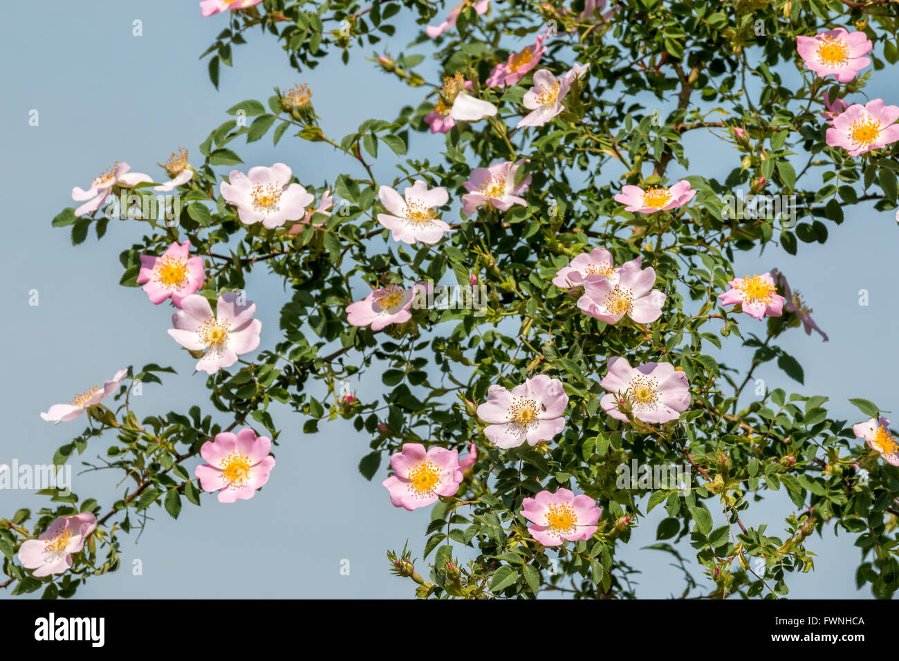 Splendida fioritura di rose selvatiche bush Foto Stock