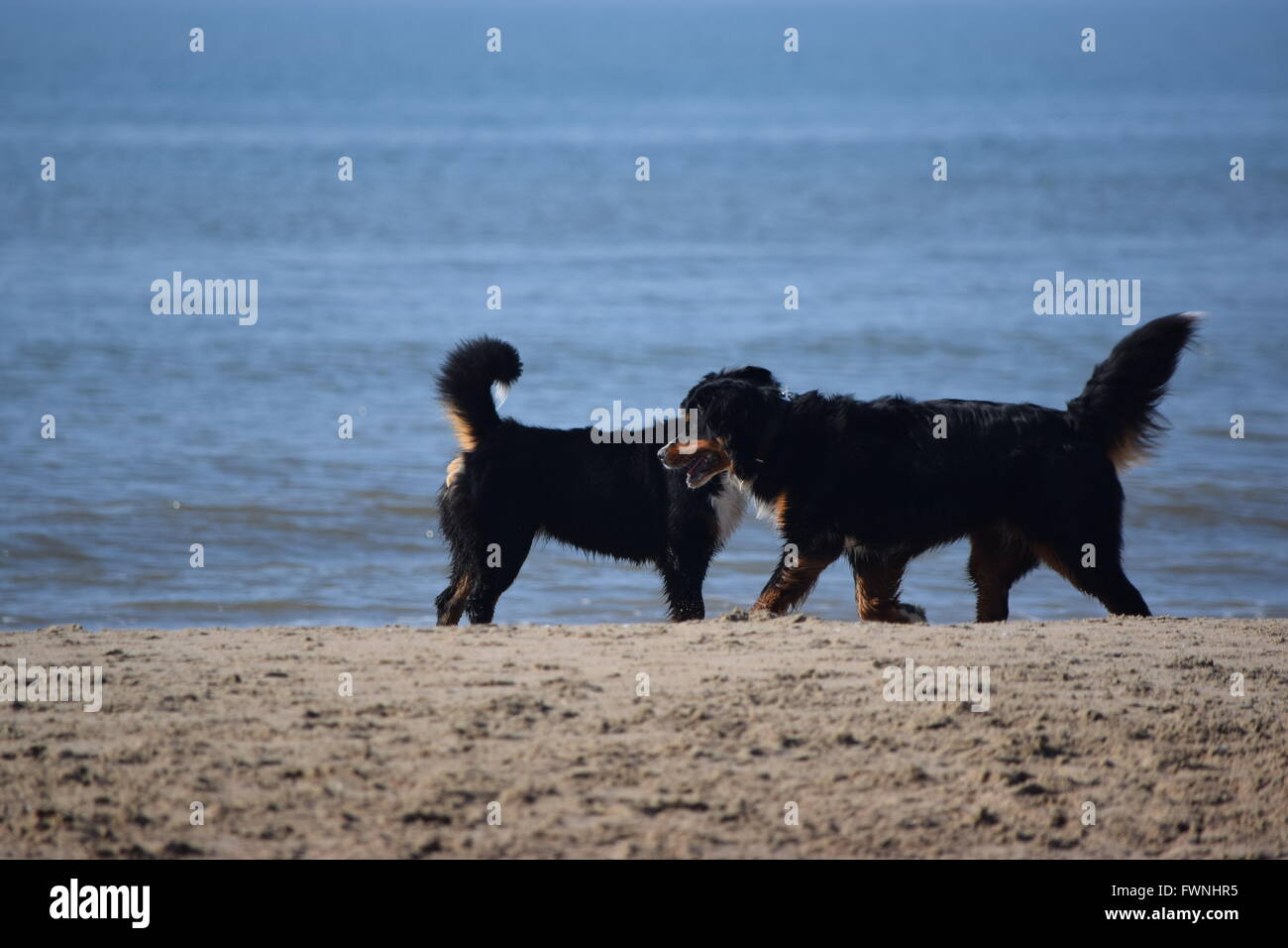 Bernese cani di montagna. Felice di cani sulla spiaggia. Foto Stock