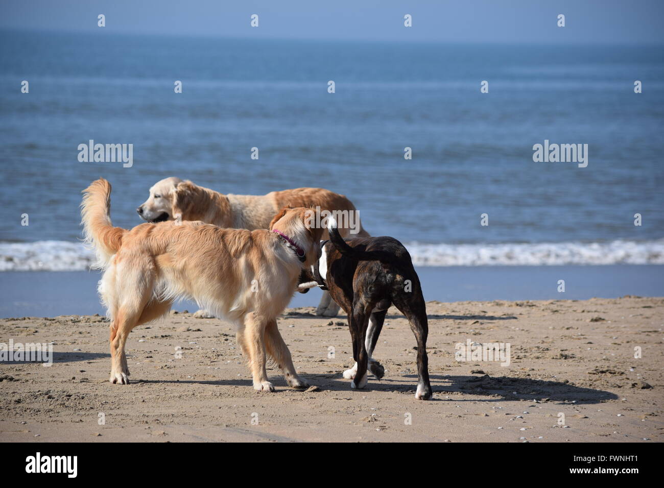 Felice di cani sulla spiaggia. Foto Stock