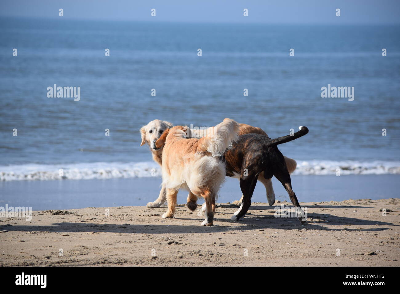 Felice di cani sulla spiaggia Foto Stock