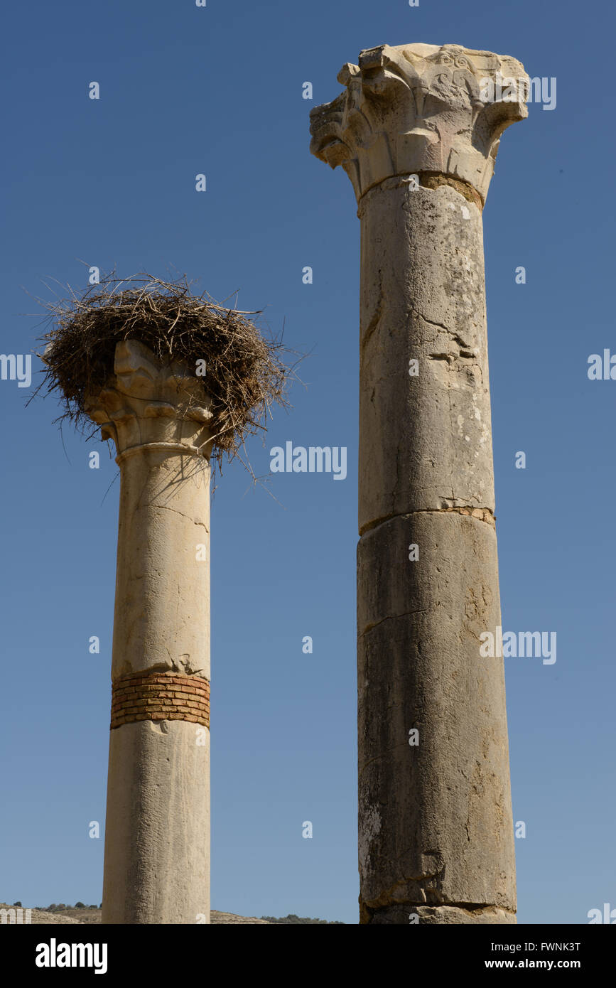 Le rovine romane di Volubilis, vicino Meknès, Marocco Foto Stock