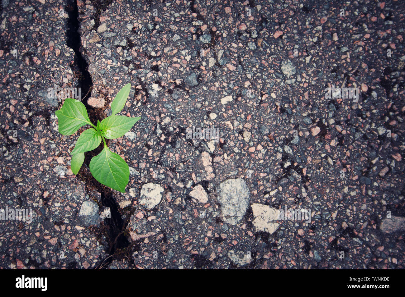 Pianta che cresce dal crack in asfalto Foto Stock