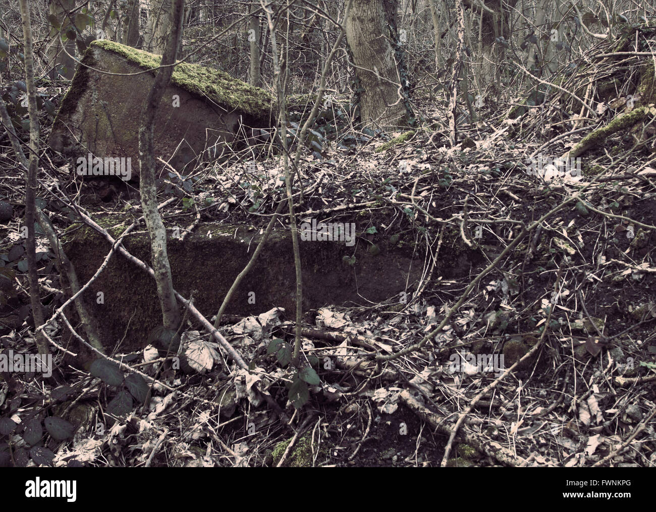Alberi a recuperare il sito di abbassare Grove mulino nel villaggio di Saddleworth di Friezland. Foto Stock