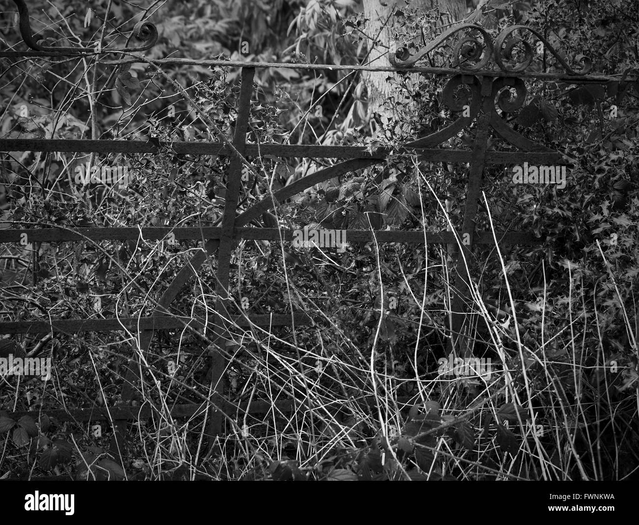 Un arrugginito cancello di ferro viene lentamente immerso nel sottobosco. Foto Stock