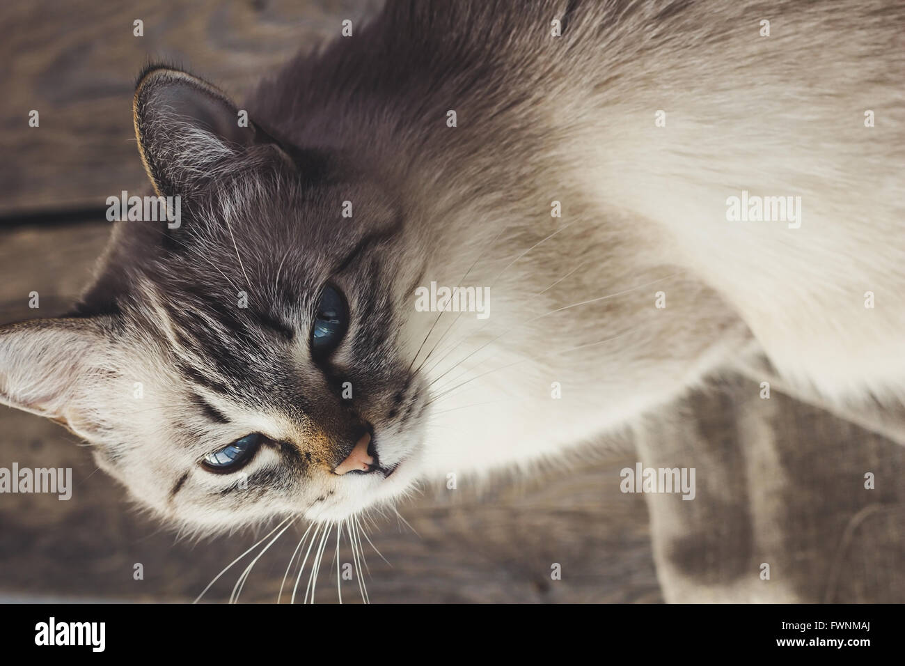 Carino il gatto domestico guardando la telecamera verticale messa a fuoco selettiva Foto Stock Carino il gatto domestico guardando la telecamera verticale messa a fuoco selettiva Foto Stock