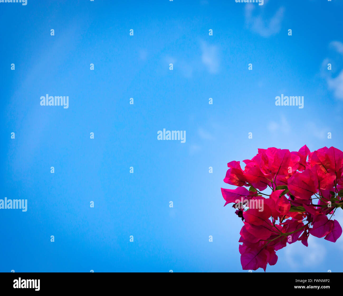 Un rosso bougainvillea durante l estate di Miami. Foto Stock