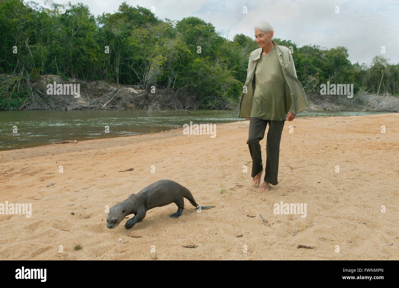 Diane McTurk e riabilitato lontra gigante (Pteronura brasiliensis), fiume Rupununi, Karanambu Ranch, Guyana Foto Stock