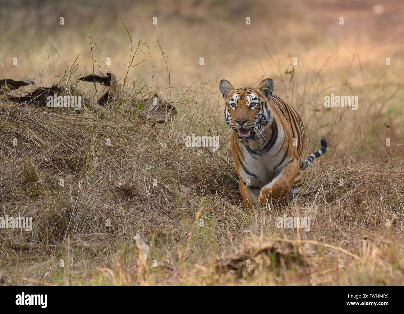 Tiger in esecuzione su erba a tadoba, Maharashtra, India Foto Stock