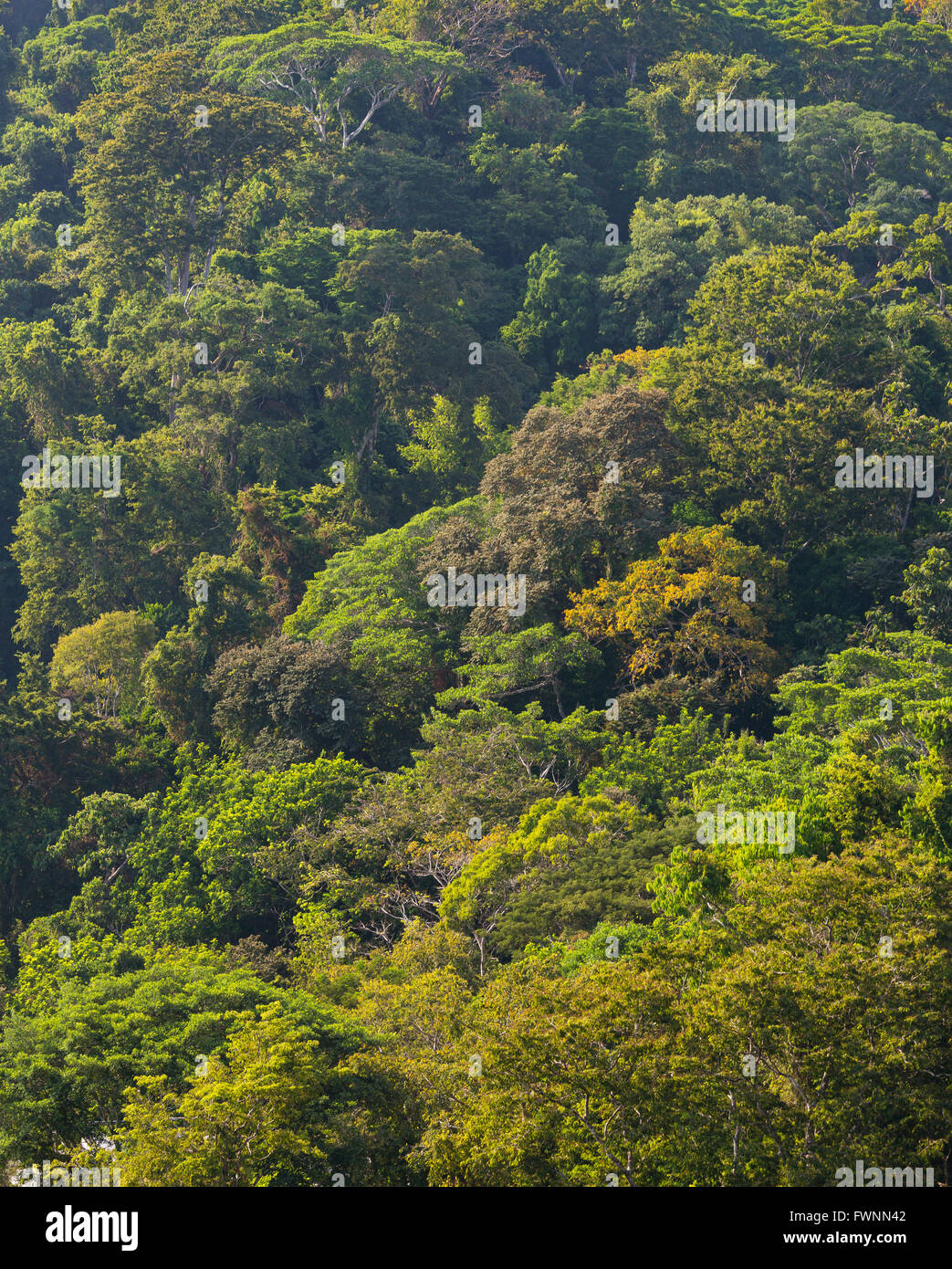 Penisola di OSA, COSTA RICA - gli alberi nella foresta di pioggia. Foto Stock