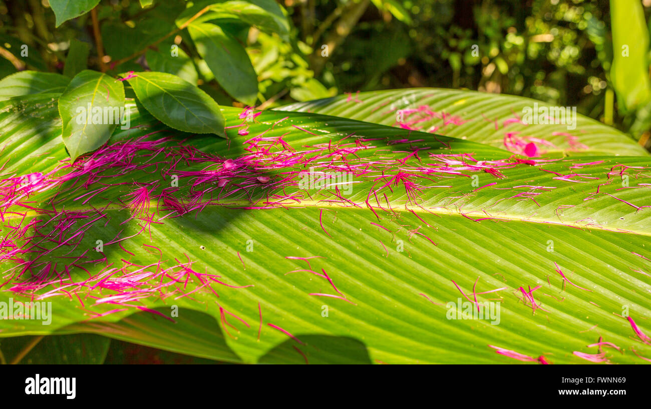 Penisola di OSA, COSTA RICA - foresta pluviale tropicale pavimento, con petali di fiori dall'acqua melo. Syzygium malaccensis Foto Stock