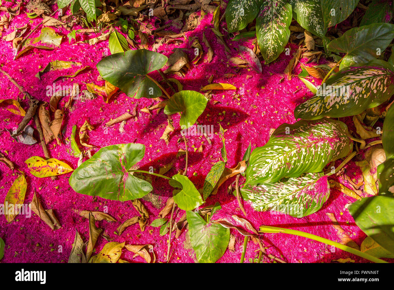 Penisola di OSA, COSTA RICA - foresta pluviale tropicale pavimento, con petali di fiori dall'acqua melo. Syzygium malaccensis Foto Stock