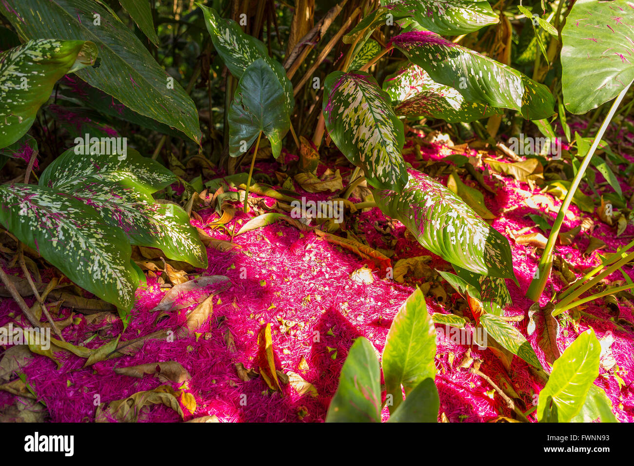 Penisola di OSA, COSTA RICA - foresta pluviale tropicale pavimento, con petali di fiori dall'acqua melo. Syzygium malaccensis Foto Stock