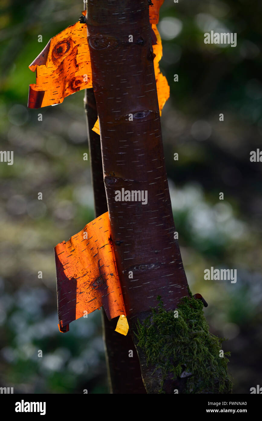 Betula albosinensis rosso Cinese betulla corteccia retroilluminato attraente brillantezza splendente di luce invernale giardinaggio giardino floreale RM Foto Stock