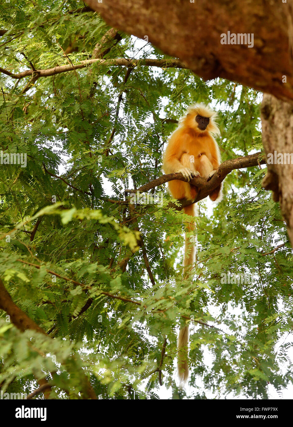 Di Gee golden langur (scimmia dorata) una scimmia del Vecchio Mondo trovato in Assam,l'India.it è uno dei più in pericolo di estinzione di specie di primati Foto Stock