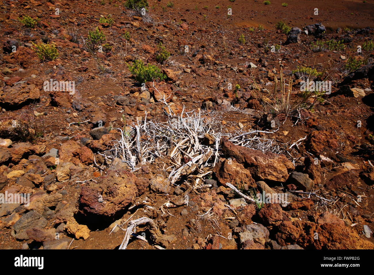 Vita vegetale tra la roccia vulcanica Foto Stock