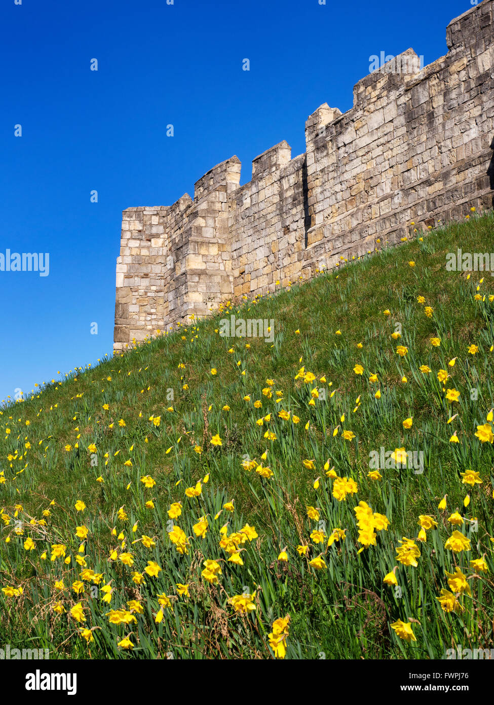 Giunchiglie sulla banca sotto le mura medievali della città di York Yorkshire Inghilterra Foto Stock