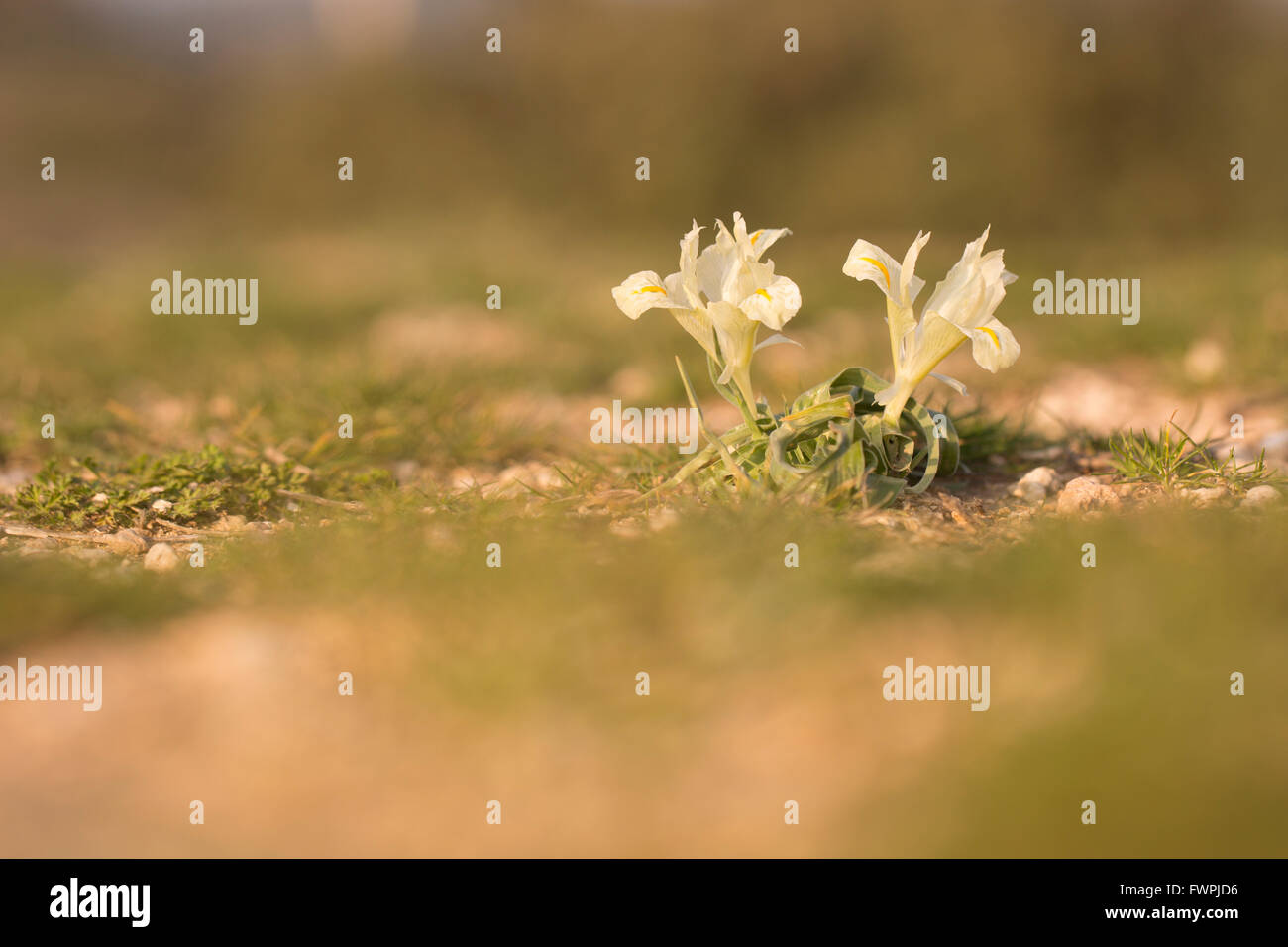 Palestina (iris Iris palaestina) (AKA Iris Israeliano) Bianco fiore di primavera, fotografato in Israele in gennaio Foto Stock