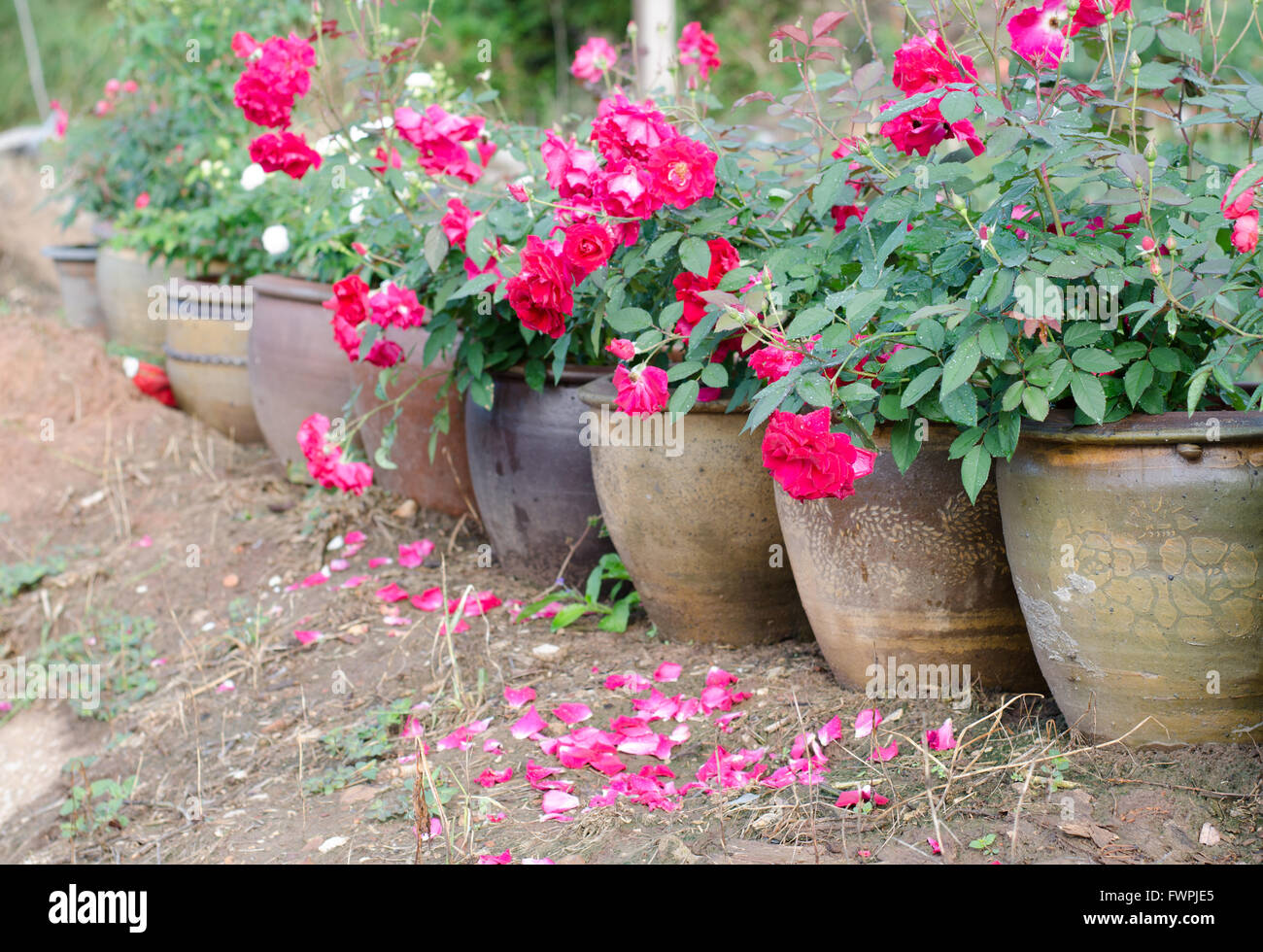 Floribundas rose in vaso Foto Stock