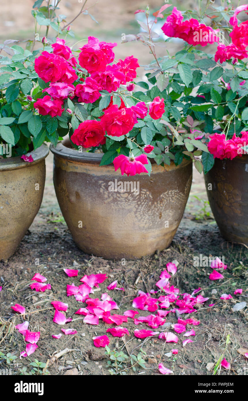 Floribundas rose in vaso Foto Stock
