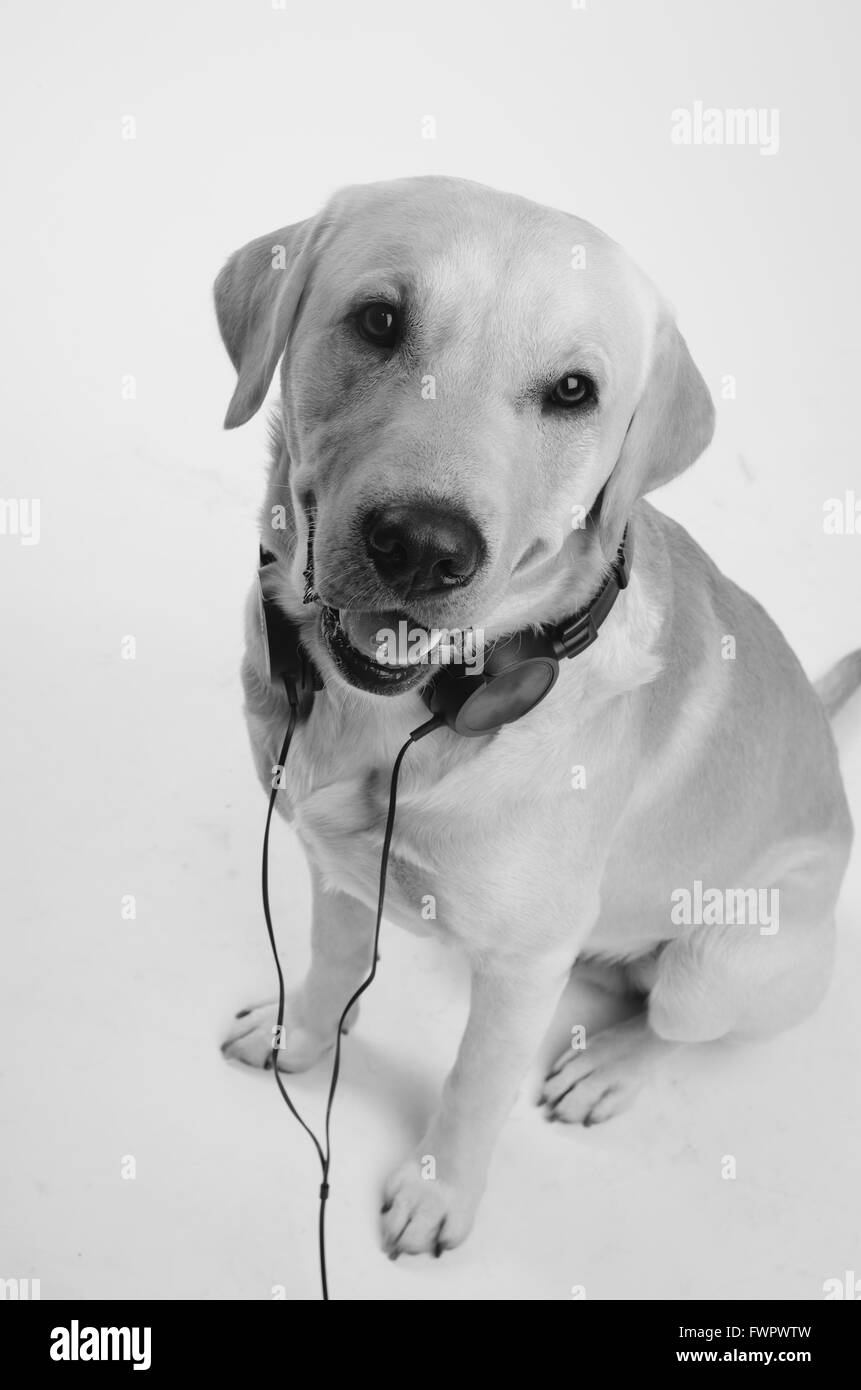 Il Labrador con il costume, isolati su sfondo bianco Foto Stock