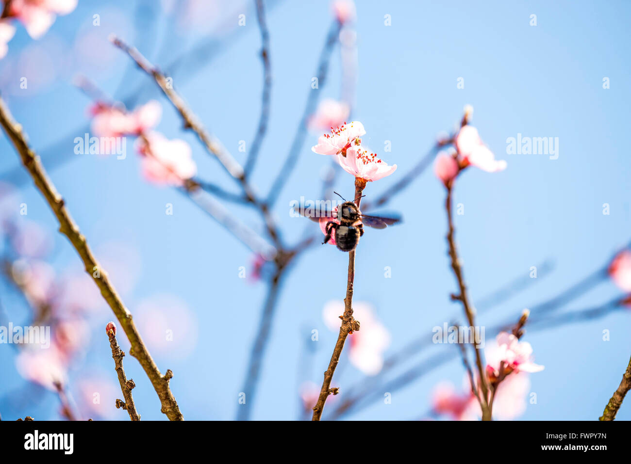 Pesco, fiore in primavera Foto Stock