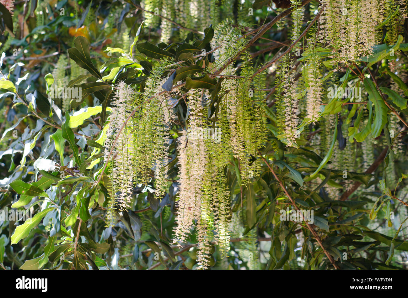 Fiori di Macadamia Foto Stock