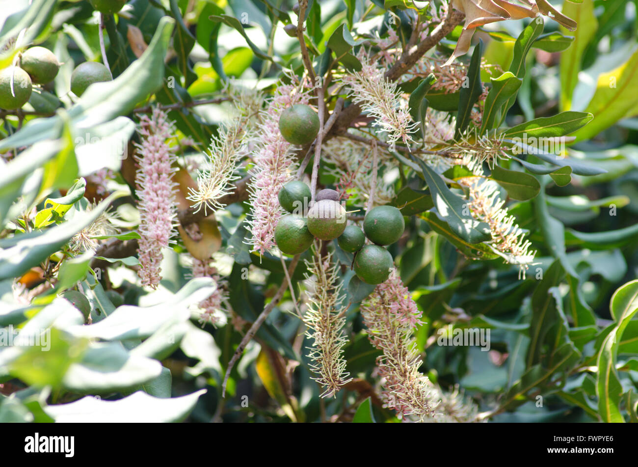 Noci di macadamia e fiore su albero Foto Stock