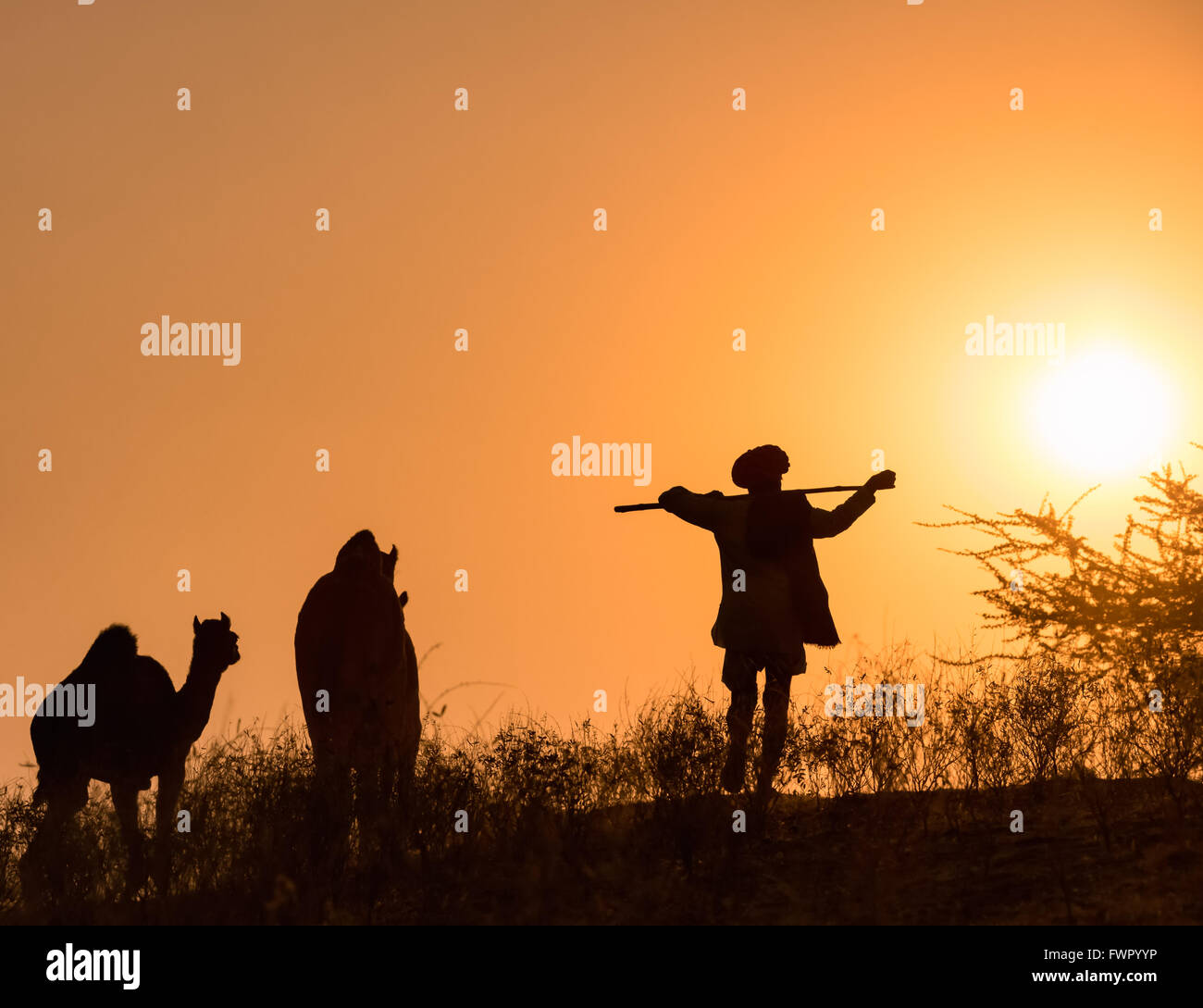 Sunset, silhouette di un uomo che cammina con il suo cammelli Pushkar Camel Fair, Pushkar, Rajasthan, India Foto Stock