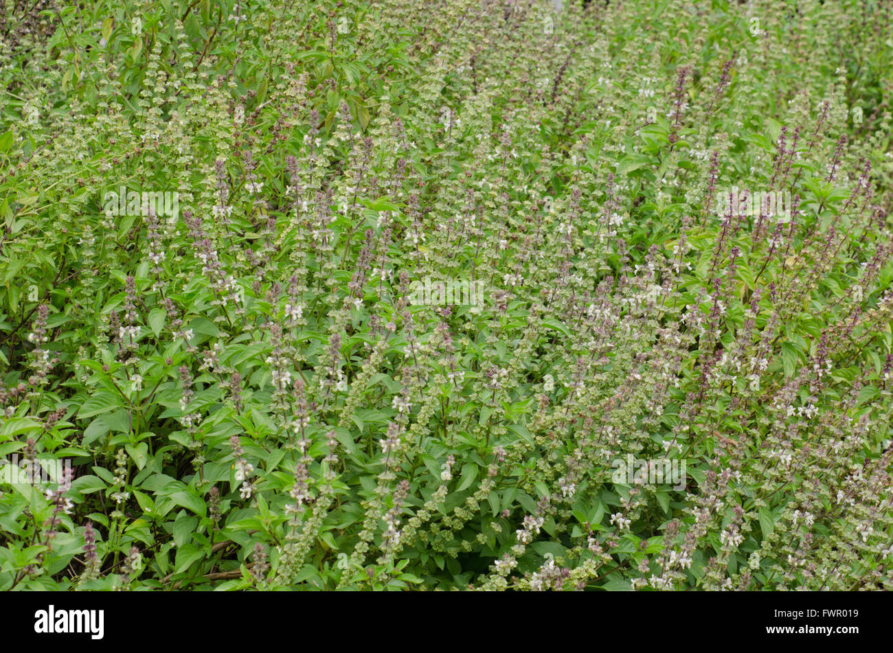 Ocimum basilicum Foto Stock