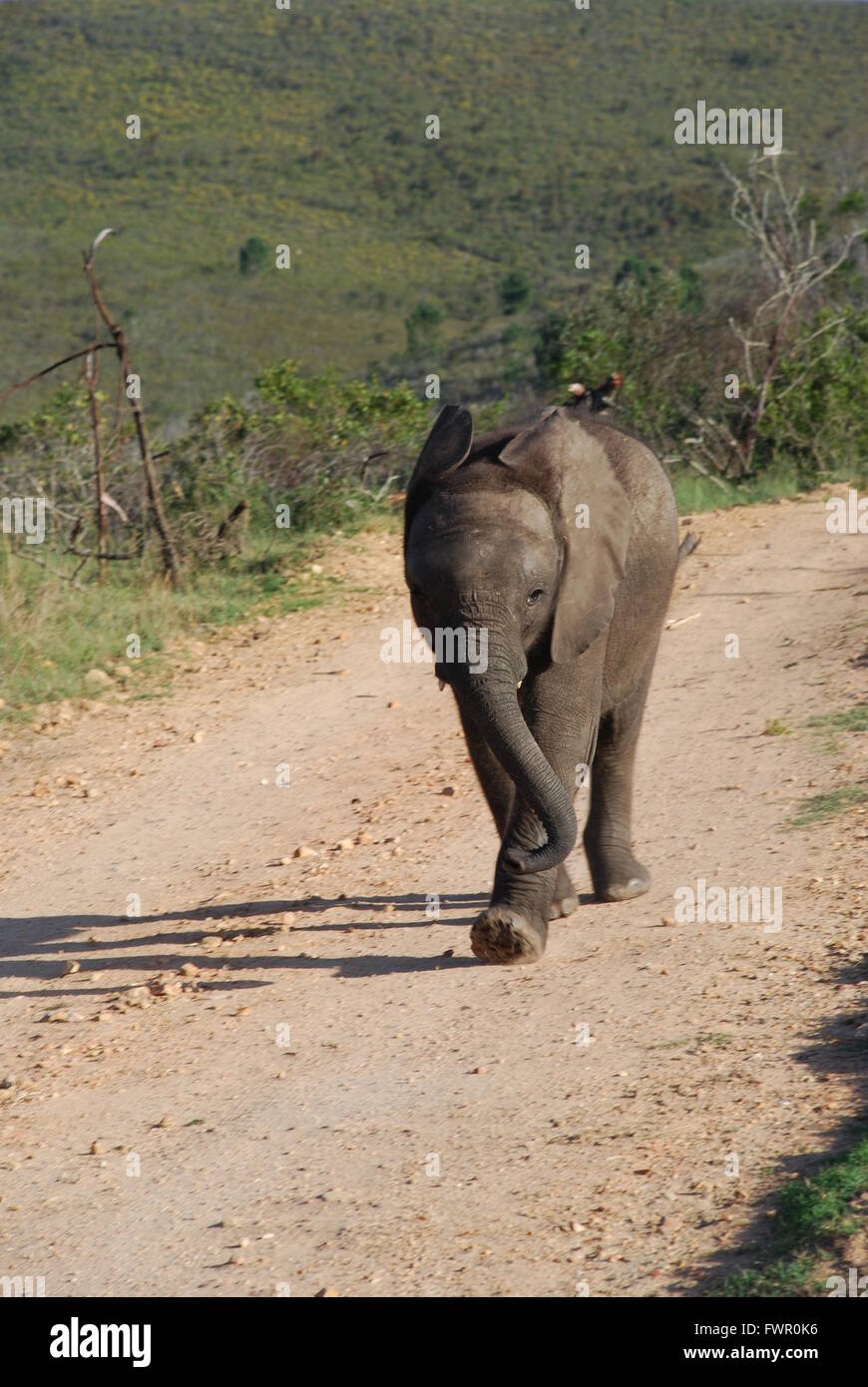 Vitello di elefante camminando lungo il percorso Foto Stock