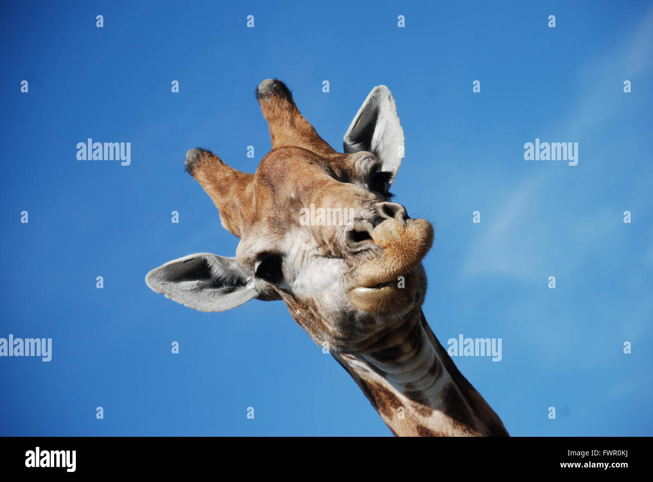 La giraffa la testa con un cielo blu sullo sfondo Foto Stock