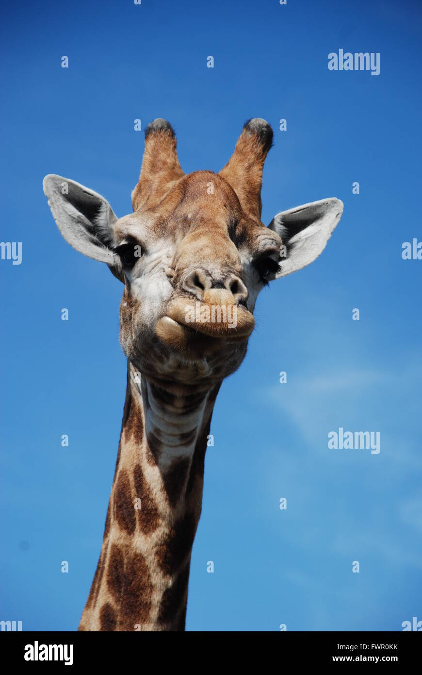 La giraffa la testa con un cielo blu sullo sfondo Foto Stock