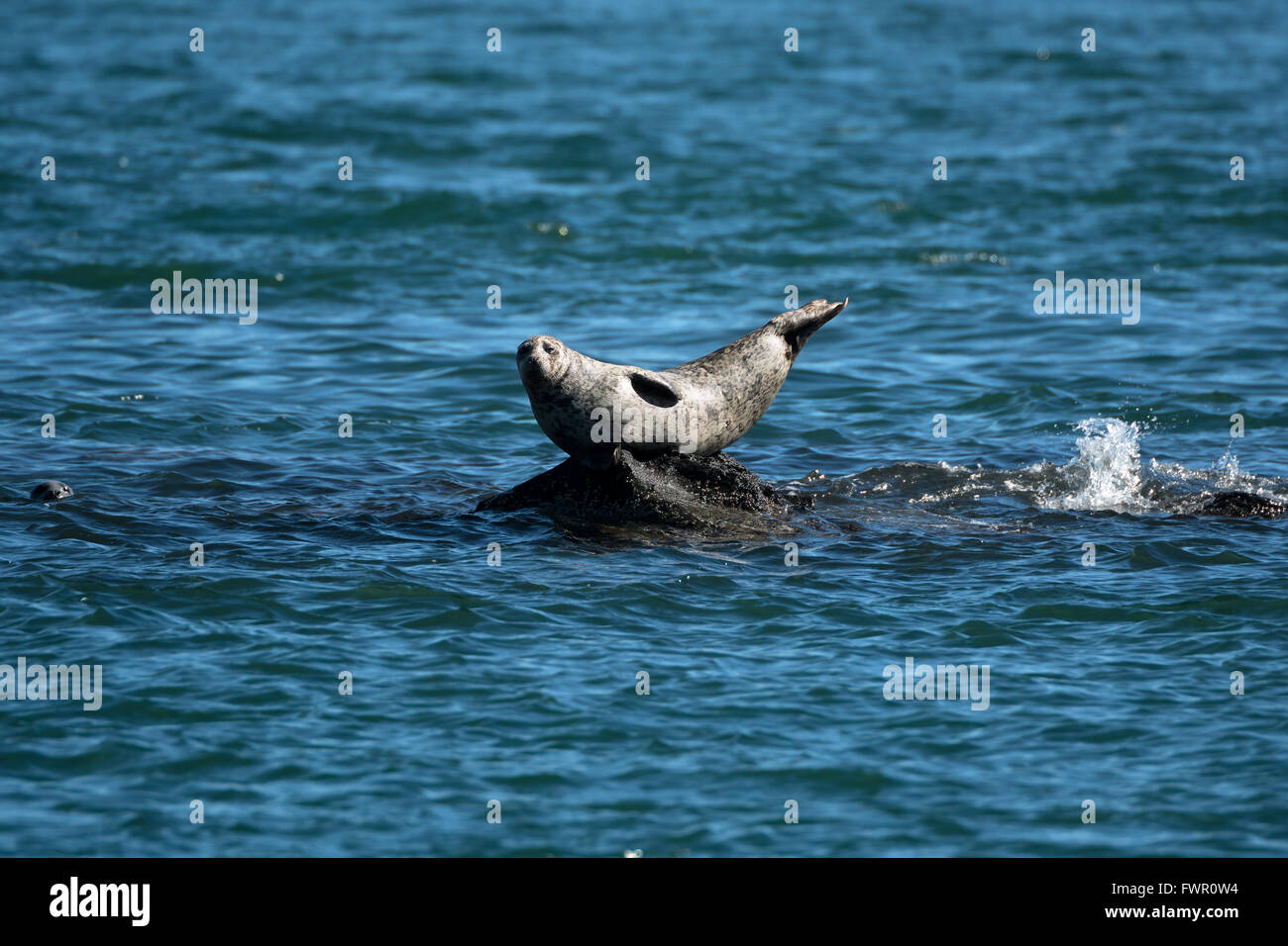 Guarnizione Foto Stock