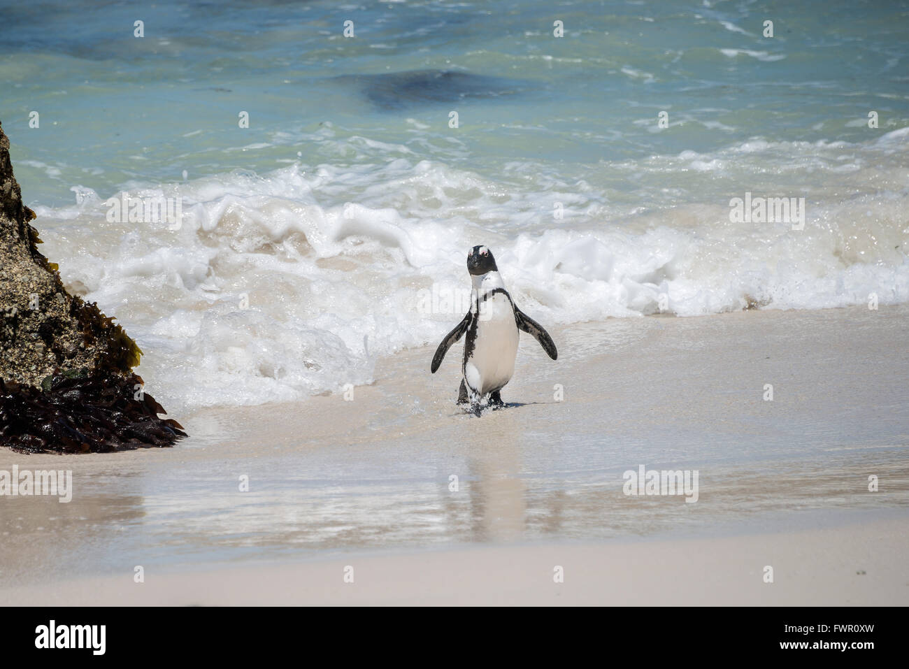 Pinguino Foto Stock