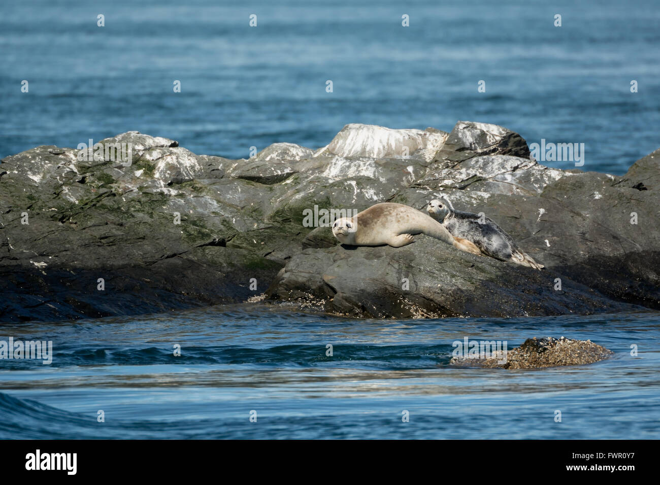 Guarnizione Foto Stock