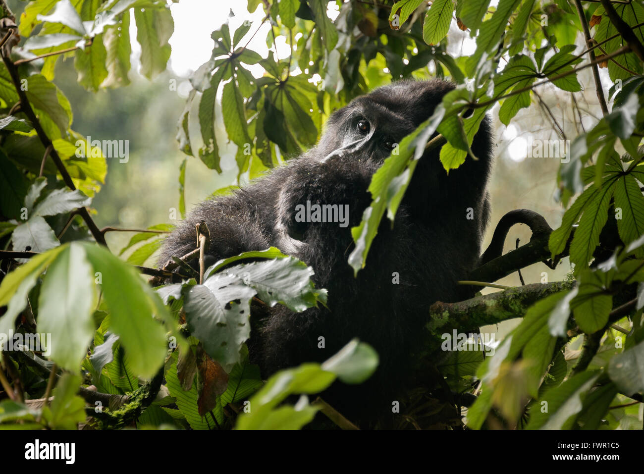 Scimpanzé Gorilla Foto Stock