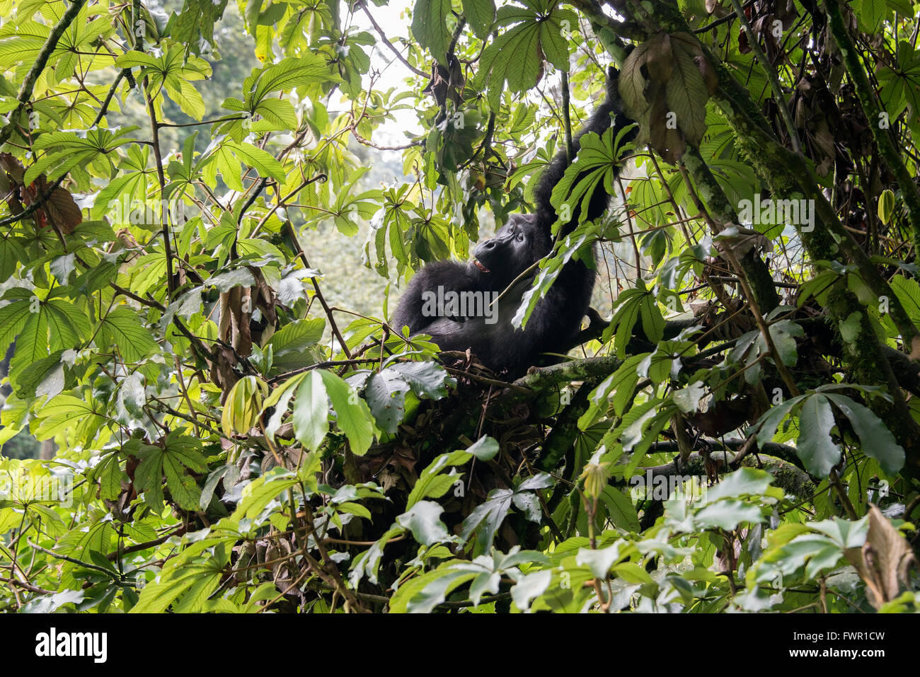 Scimpanzé Gorilla Foto Stock