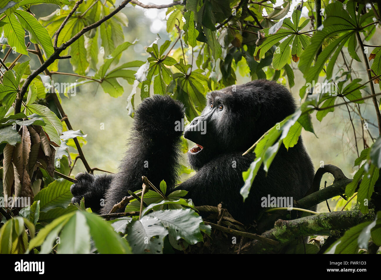 Scimpanzé Gorilla Foto Stock