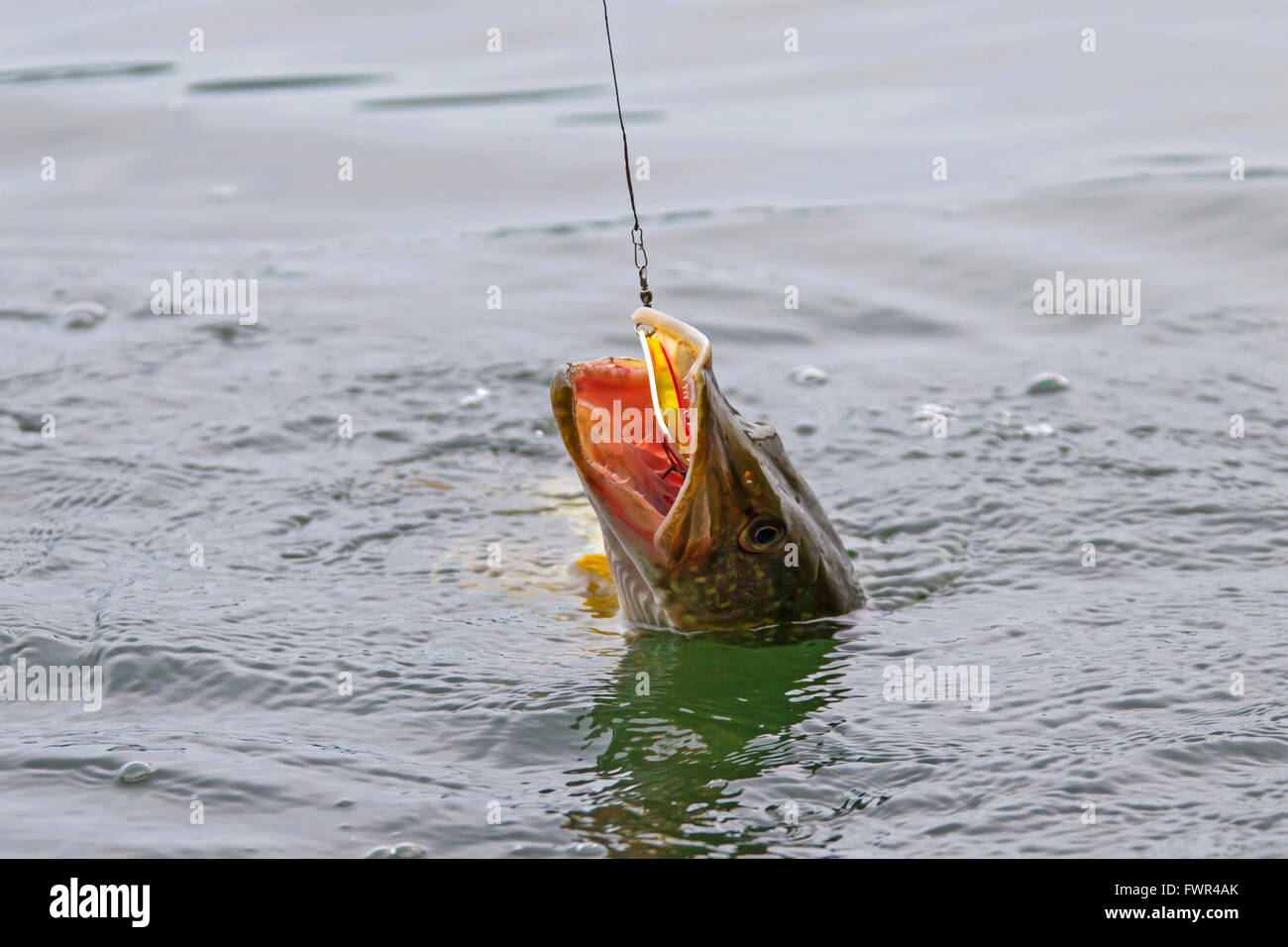 Agganciate il Nord luccio (Esox lucius) nel lago catturati con esca su di una linea di pesca Foto Stock