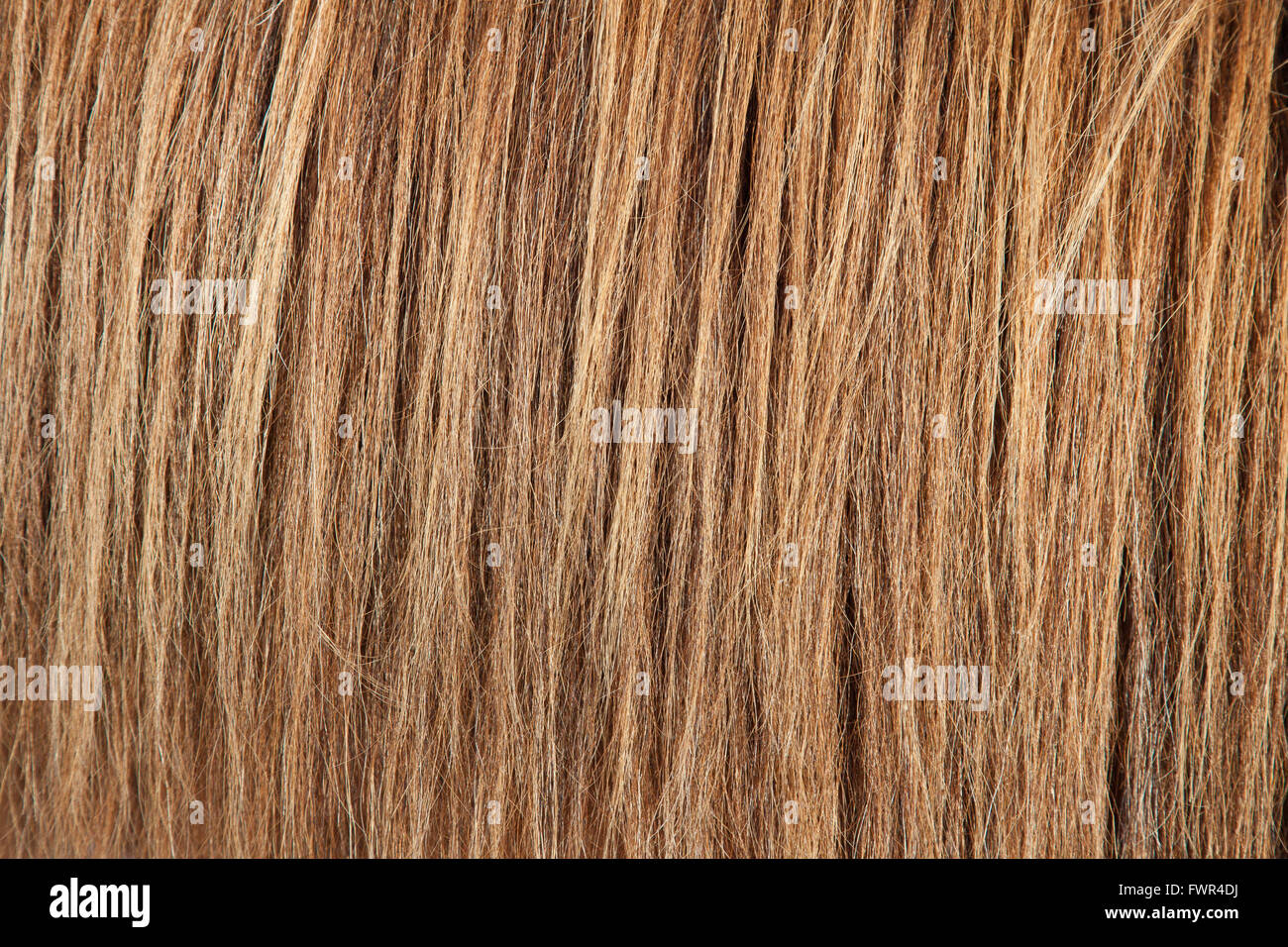 Cavallo islandese (Equus caballus ferus / Equus Scandinavicus) close up manes Foto Stock