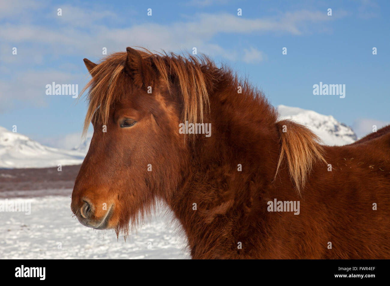 Cavallo islandese (Equus caballus ferus / Equus Scandinavicus) close up ritratto in pesante cappotto invernale in Islanda Foto Stock